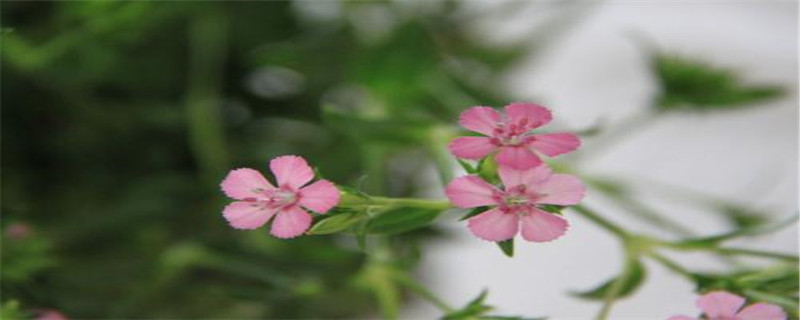 相思梅的花语是什么 相思梅的花语是什么