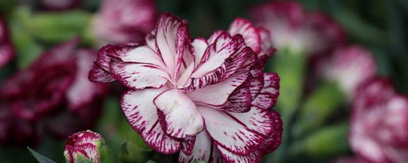 香石竹花语 香石竹花语