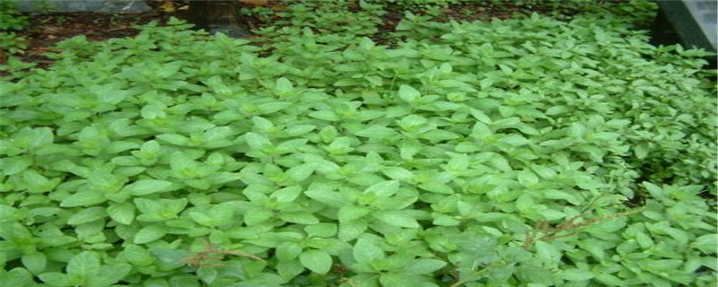 香花菜是薄荷吗 香花菜是薄荷吗
