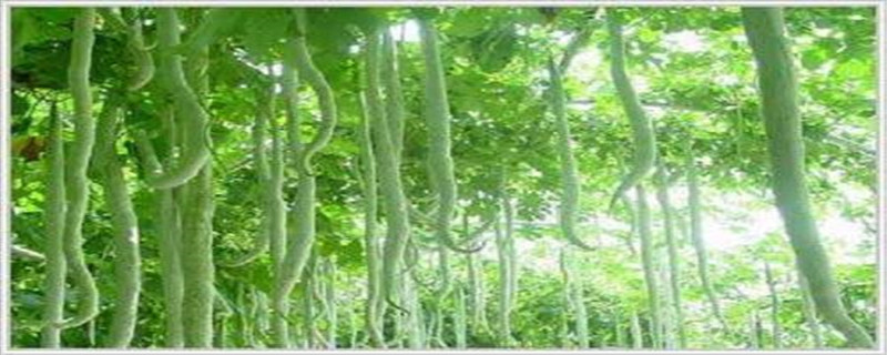 像豆角一样的蔬菜