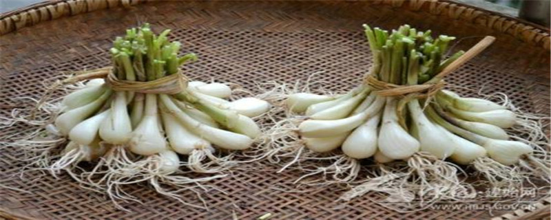 像大蒜一样的菜叫什么 像大蒜一样的菜叫什么