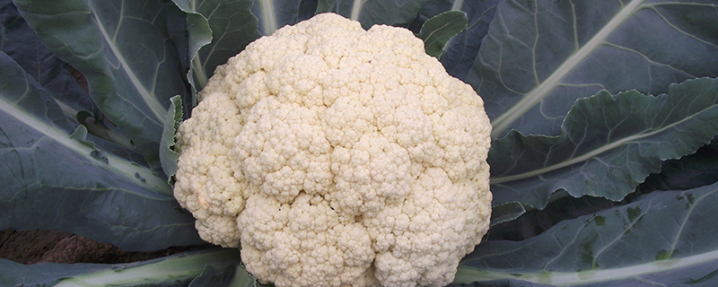 像西兰花的菜是什么菜