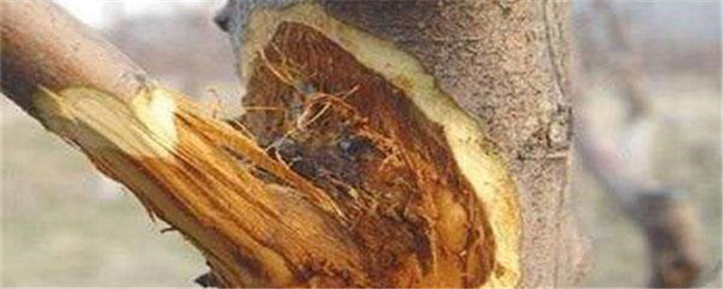 果树腐烂病用什么药 果树腐烂病用什么药