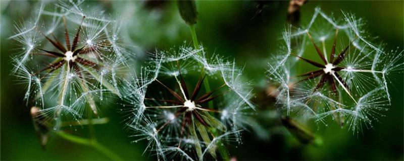 怎样辨别蒲公英 怎样辨别蒲公英