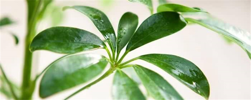 鸭脚木怎么样泡水生根 鸭脚木怎么样泡水生根