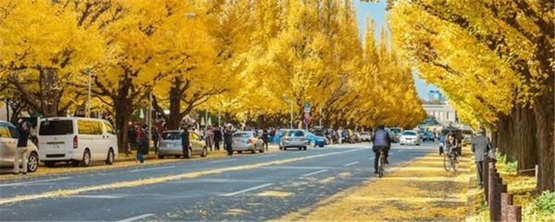 小区一般种什么树 小区一般种什么树
