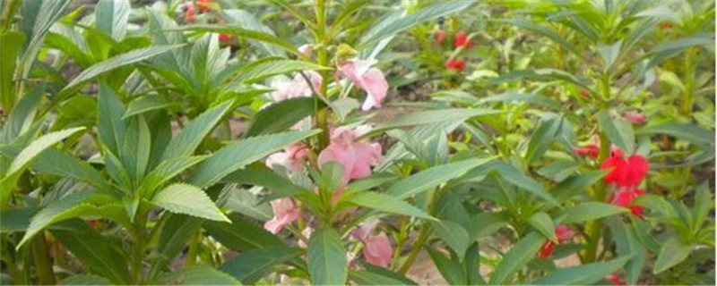 茶花凤仙的种植方法 茶花凤仙的种植方法
