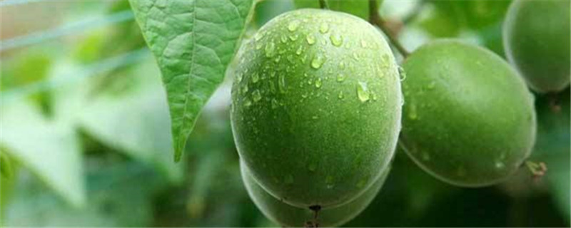 锌肥对植物有什么作用 锌肥对植物有什么作用