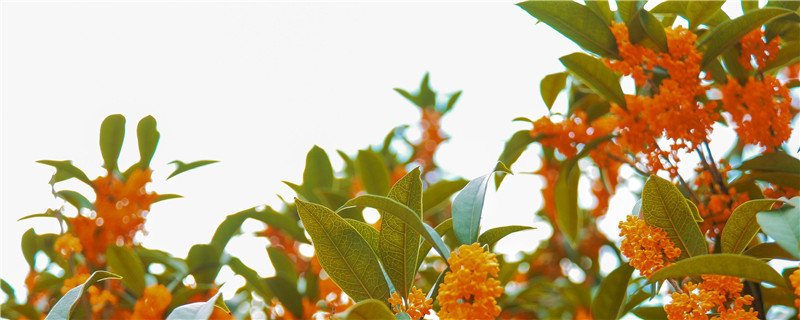 血桂花香吗 血桂花香吗