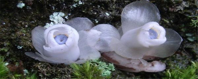 水晶兰花语