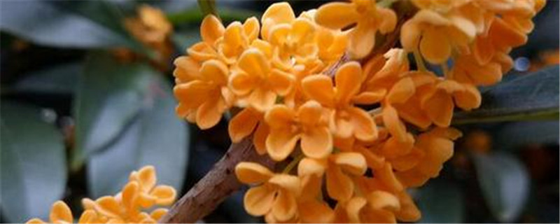 家里可以种桂花吗 家里可以种桂花吗