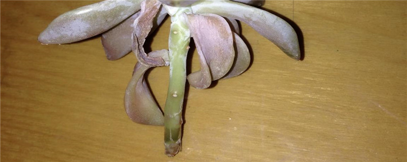 多肉从中间断了怎么办 多肉从中间断了怎么办