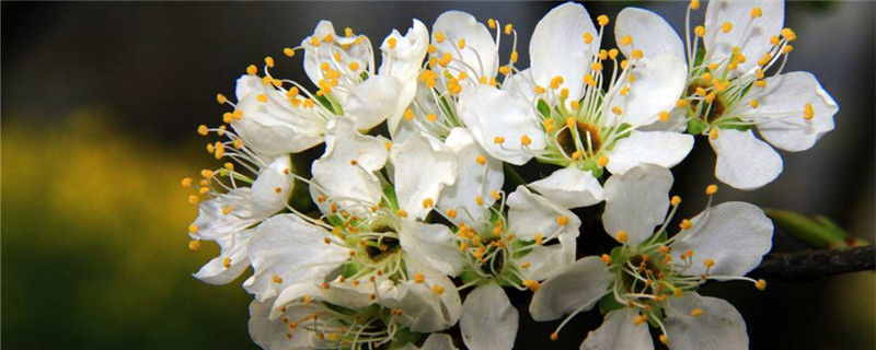 李子花的花语是什么 李子花的花语是什么