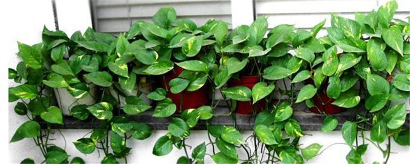 种植绿萝能用草木灰做土壤吗 种植绿萝能用草木灰做土壤吗