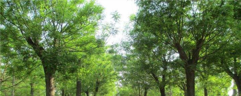 国槐树介绍 国槐树介绍