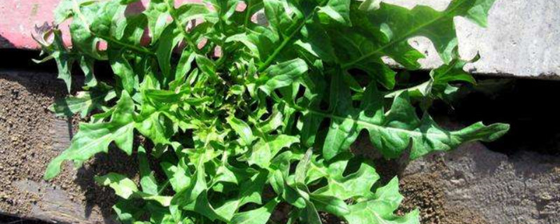 几月份可以摘野生荠菜 几月份可以摘野生荠菜