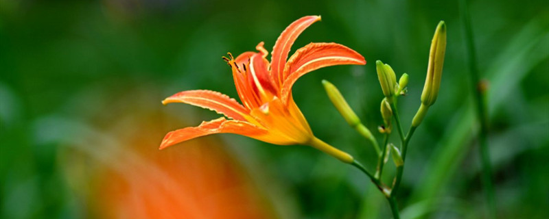 忘忧草花语 忘忧草花语