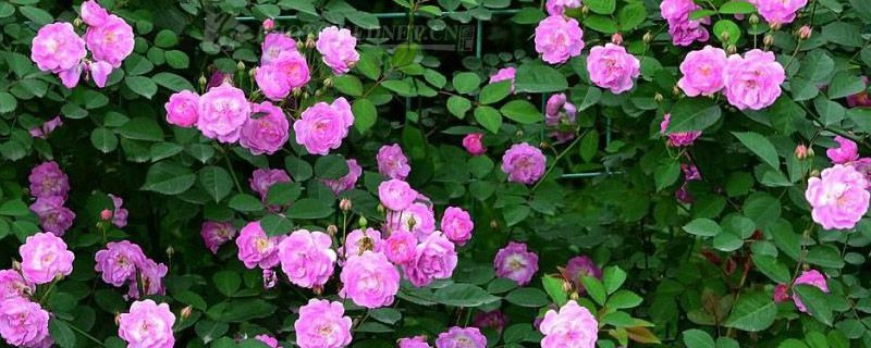 红木香花怎么养 红木香花怎么养