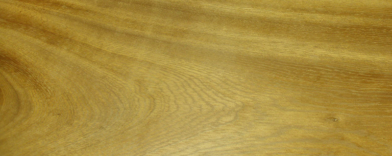 金丝楠木生长速度