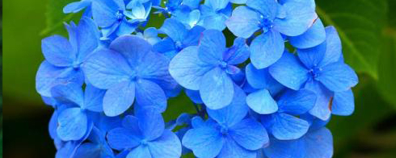 蓝色绣球花花语 蓝色绣球花花语