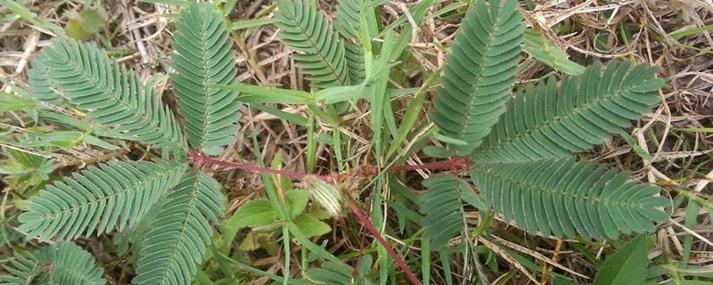 含羞草是什么植物类型 含羞草是什么植物类型