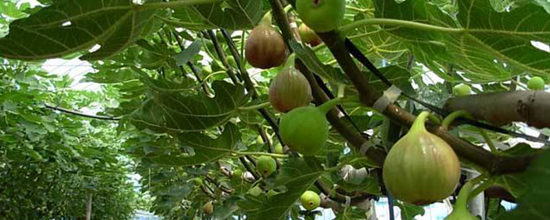 家里种无花果树吉利吗 家里种无花果树吉利吗