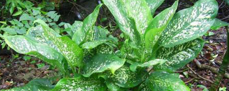 万年青开白花寓意 万年青开白花寓意