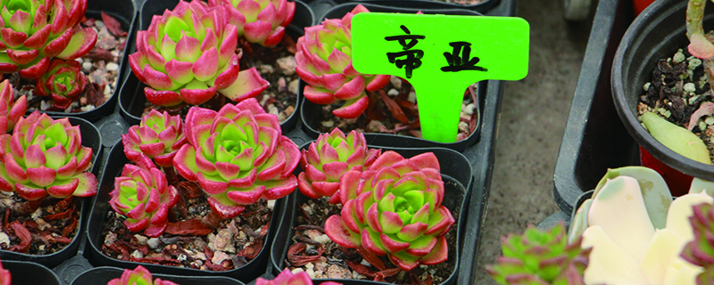 蒂亚长花剑了怎么办 蒂亚长花剑了怎么办