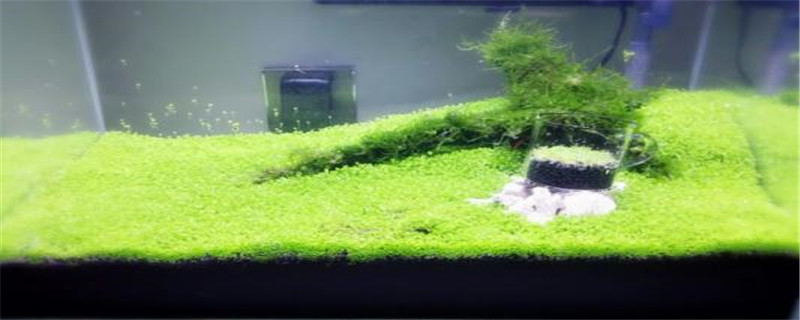 迷你对叶是假水草吗 迷你对叶是假水草吗