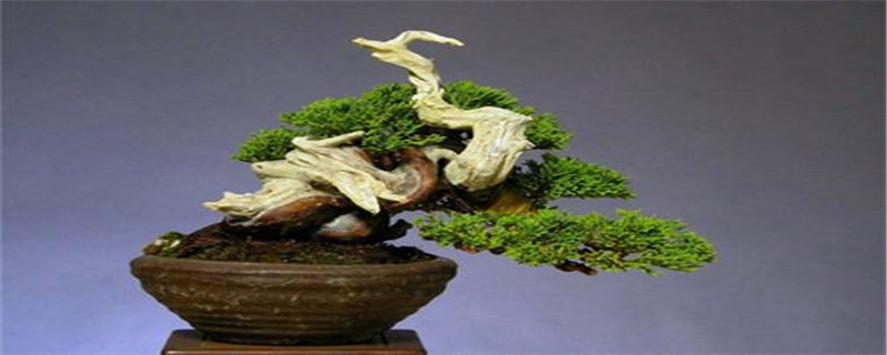 盆景怎么修剪造型 盆景怎么修剪造型