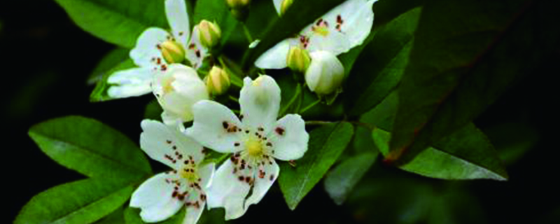 七里香花语