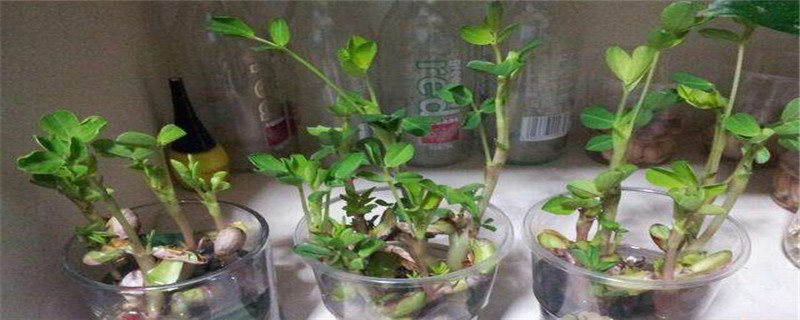 水培花生芽的过程 水培花生芽的过程