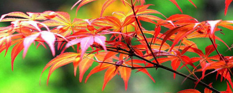 红枫的花语 红枫的花语