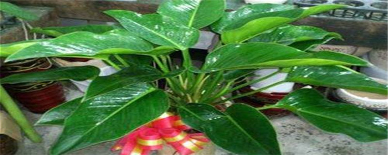 绿钻花寓意 绿钻花寓意