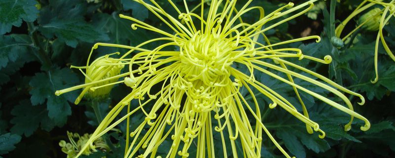 菊花嫁接用什么砧木 菊花嫁接用什么砧木
