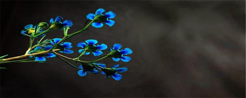 蓝色澳梅花语 蓝色澳梅花语