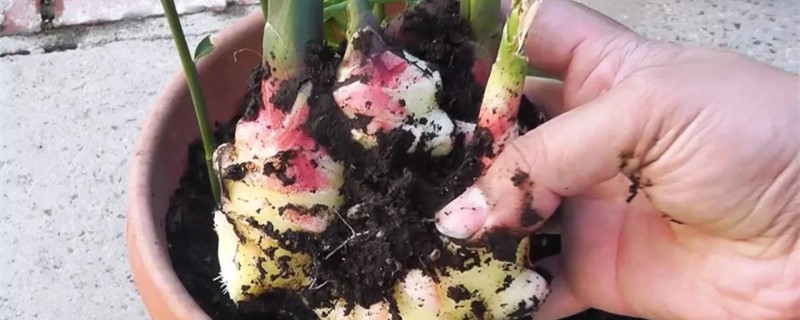 生姜的盆栽栽培技术 生姜的盆栽栽培技术