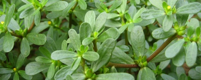 山东野菜包括哪些种类 山东野菜包括哪些种类