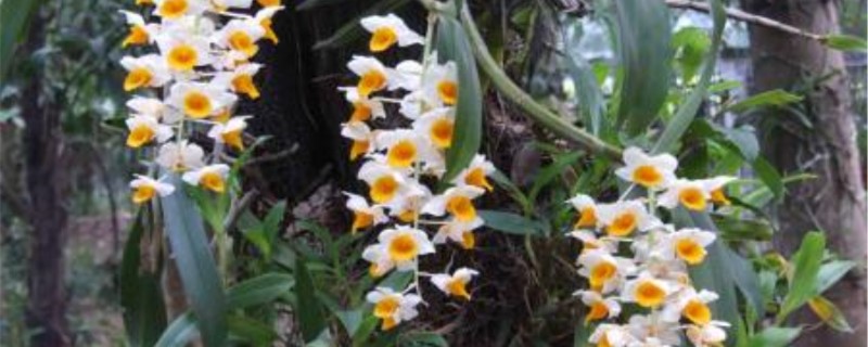 球花石斛怎么养 球花石斛怎么养