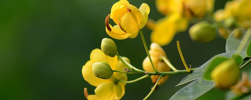 满树黄花的是什么树 满树黄花的是什么树