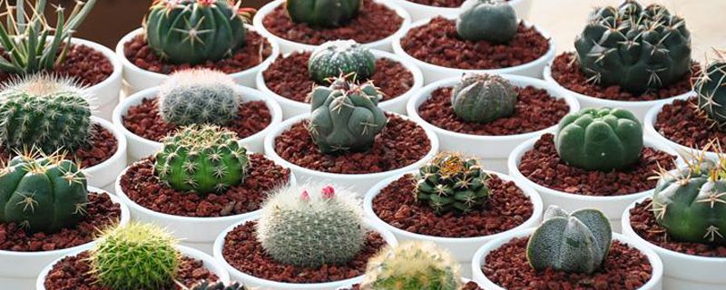 什么植物吸收辐射 什么植物吸收辐射