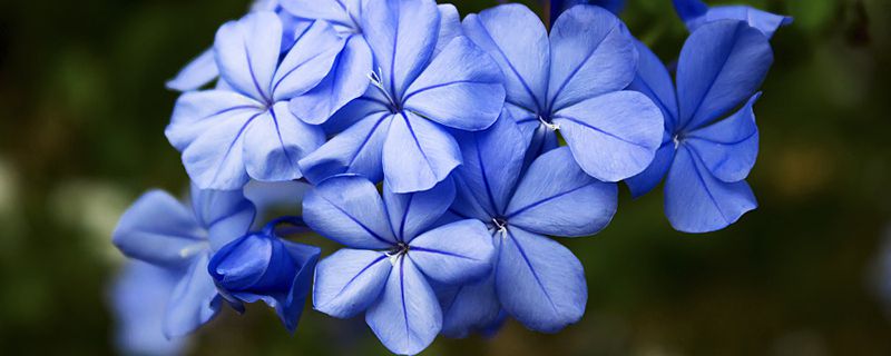 木本花期长易养的花 木本花期长易养的花