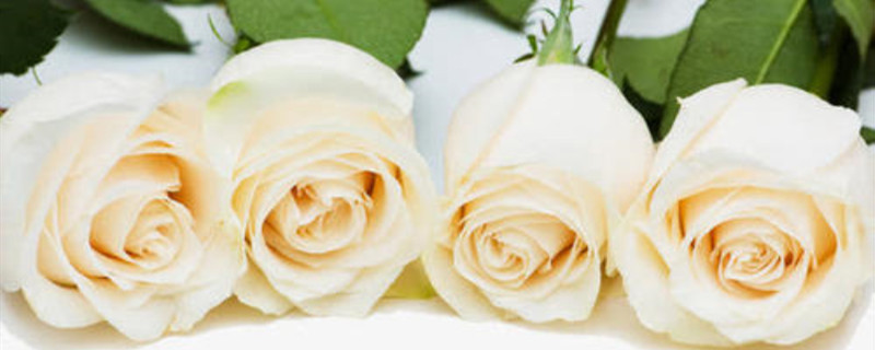 四朵玫瑰花代表什么意思 四朵玫瑰花代表什么意思