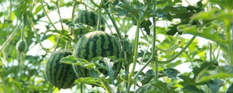西瓜从种到成熟要多久 西瓜从种到成熟要多久
