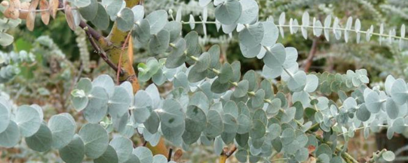 银叶桉花语 银叶桉花语