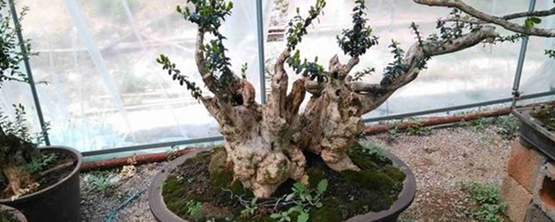 胡颓子下山桩种植方法 胡颓子下山桩种植方法