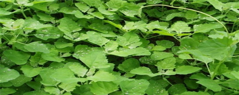 灰灰草是什么样的 灰灰草是什么样的