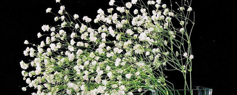 满天星鲜花花束怎么养 满天星鲜花花束怎么养