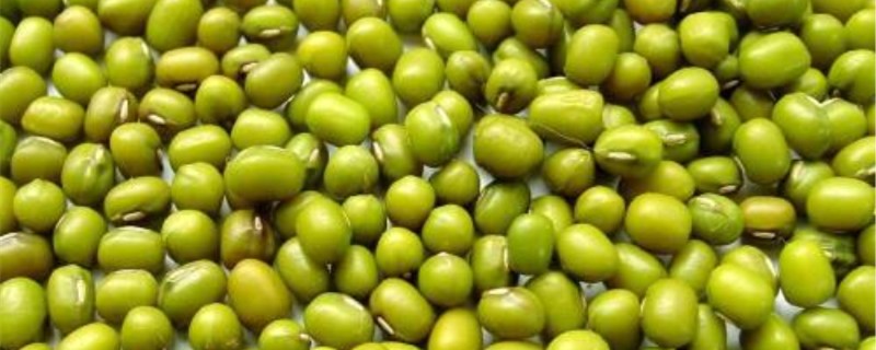 绿豆发芽需要哪些条件 绿豆发芽需要哪些条件