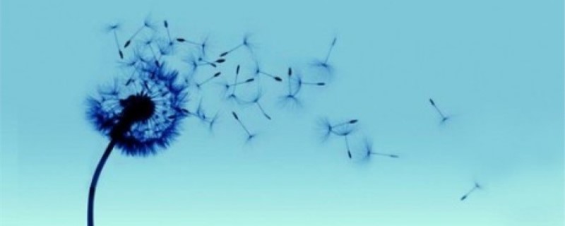 蓝色蒲公英的花语是什么 蓝色蒲公英的花语是什么